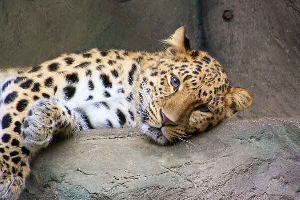 Leopardo pigro che riposa su una roccia
