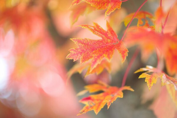 Red and yellow leaves with beautiful carvings