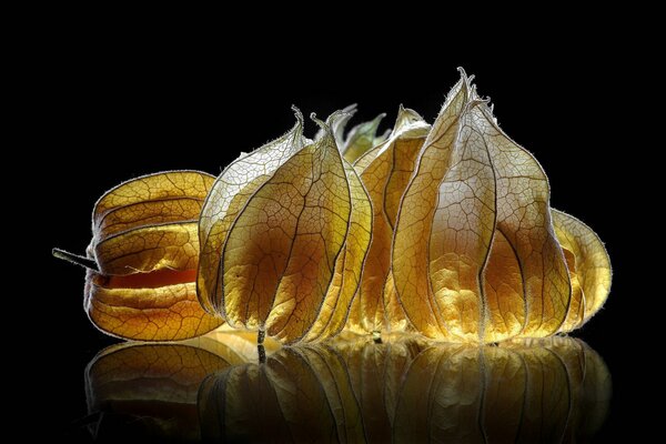 Gelbe Physalis mit Reflexion auf schwarzem Hintergrund