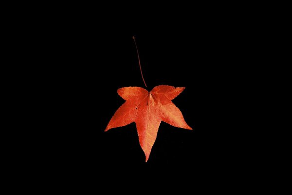 Hoja de arce de otoño sobre fondo negro