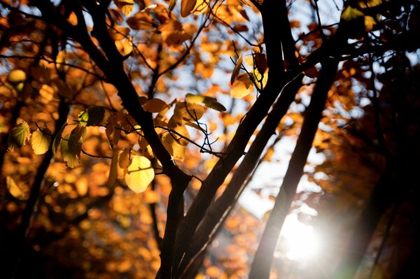 A ray of sunlight plays with highlights on the yellow branches