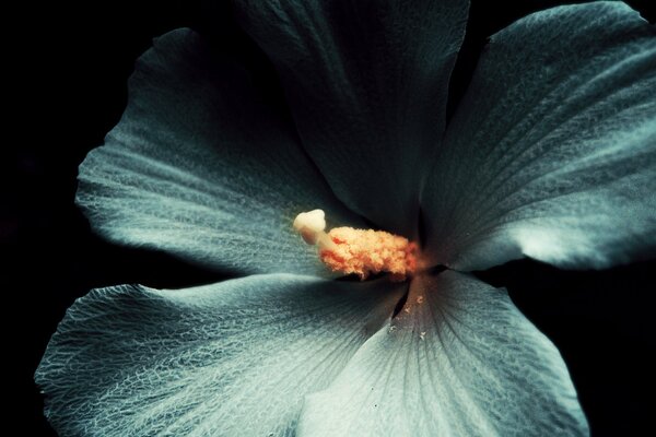 Blue petals with a bright yellow pistil