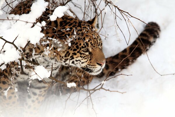 Un hermoso Jaguar yace en la nieve