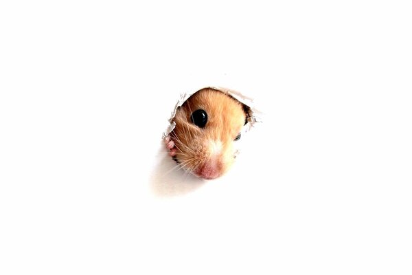 Hamster s muzzle in leaky wallpaper