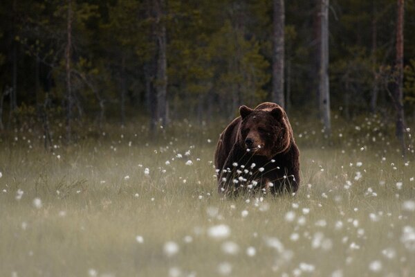 A teddy bear surrounded by dandelions