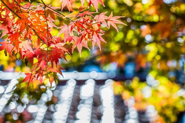 Ein Aufstand von Farben auf einem Zweig des kanadischen Ahorns, Herbst in Rot