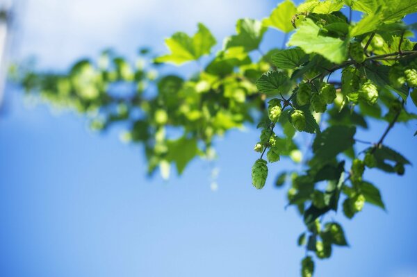 Auf dem Hintergrund des blauen Himmels hängt Hopfenzapfen in Trauben