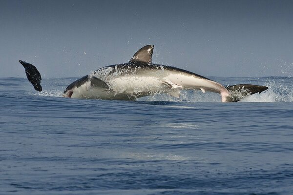 A predatory shark in pursuit of a victim