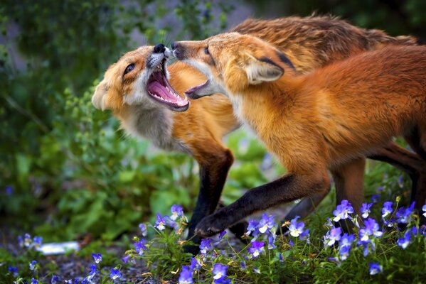 Two foxes in the forest with blue flowers