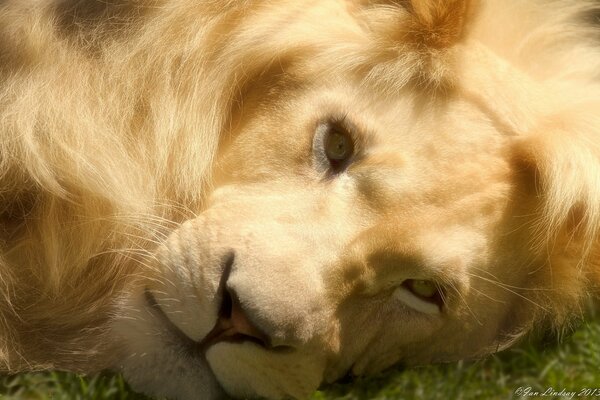 Лев лежит на траве и смотрит в камера