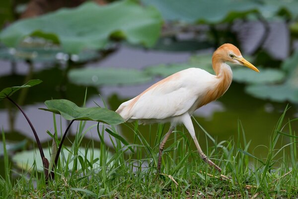 Egipski ptak ibis w trawie