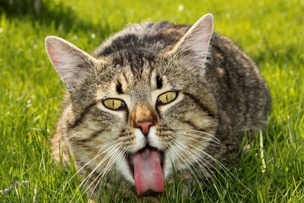 Kot na trawie pokazuje język