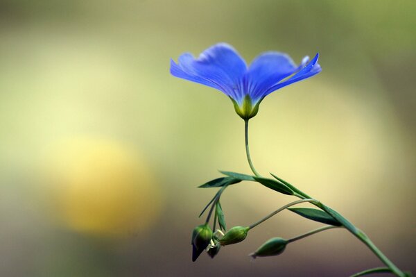 Blaue Leinenblume auf verschwommenem Hintergrund