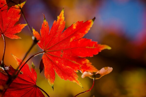 Кленовый лист осенью на дереве