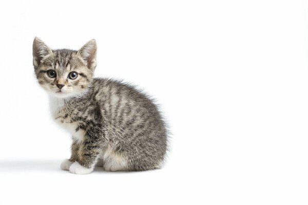 A small multicolored kitten on a white background