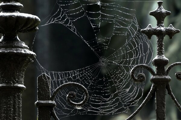 Großes Spinnennetz am Zaun