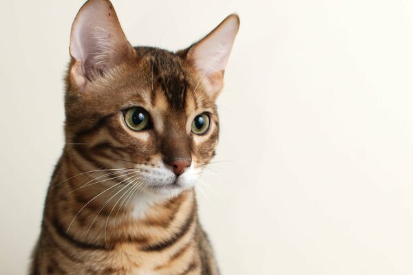The look of a Bengal cat on a beige background