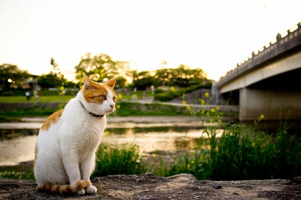 A cat with red spots in nature