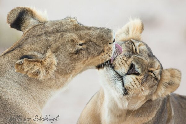 Mignon lionnes lécher les uns les autres