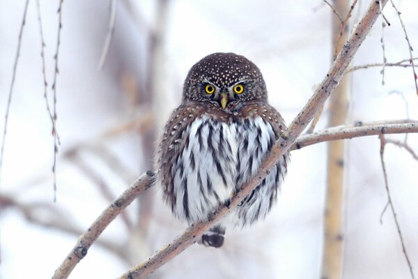 Hibou sur une branche avec un arrière-plan flou