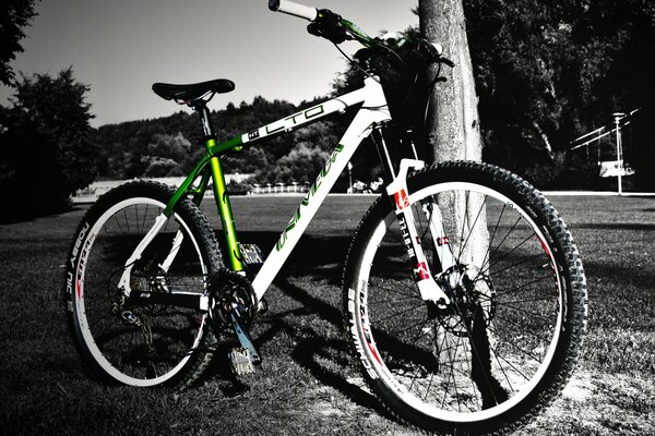 Photo on a black-and-white background there is a bicycle by a tree