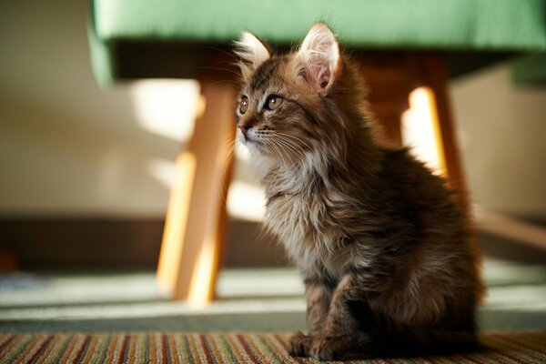 Flauschige Katze mit schönen Augen