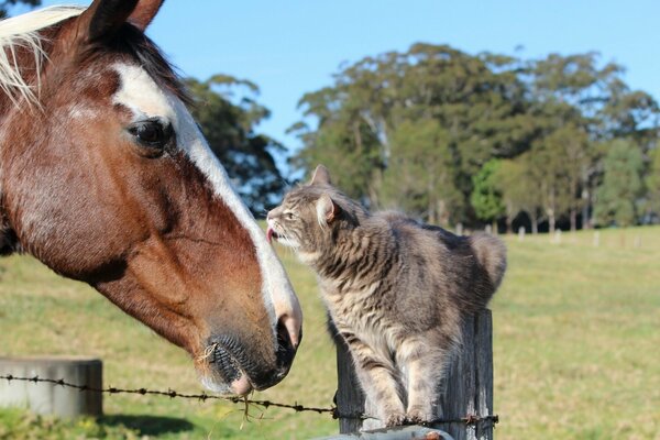 L amitié d un cheval avec un chat gris