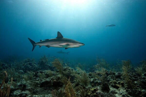 Coral bottom with sea predators sharks