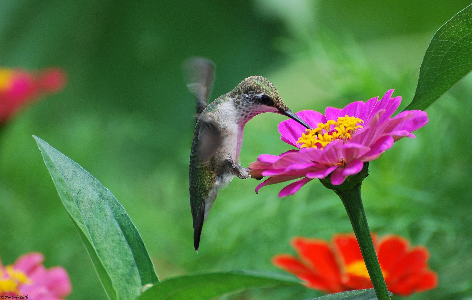kwiaty koliber ptak nektar cynia różowy