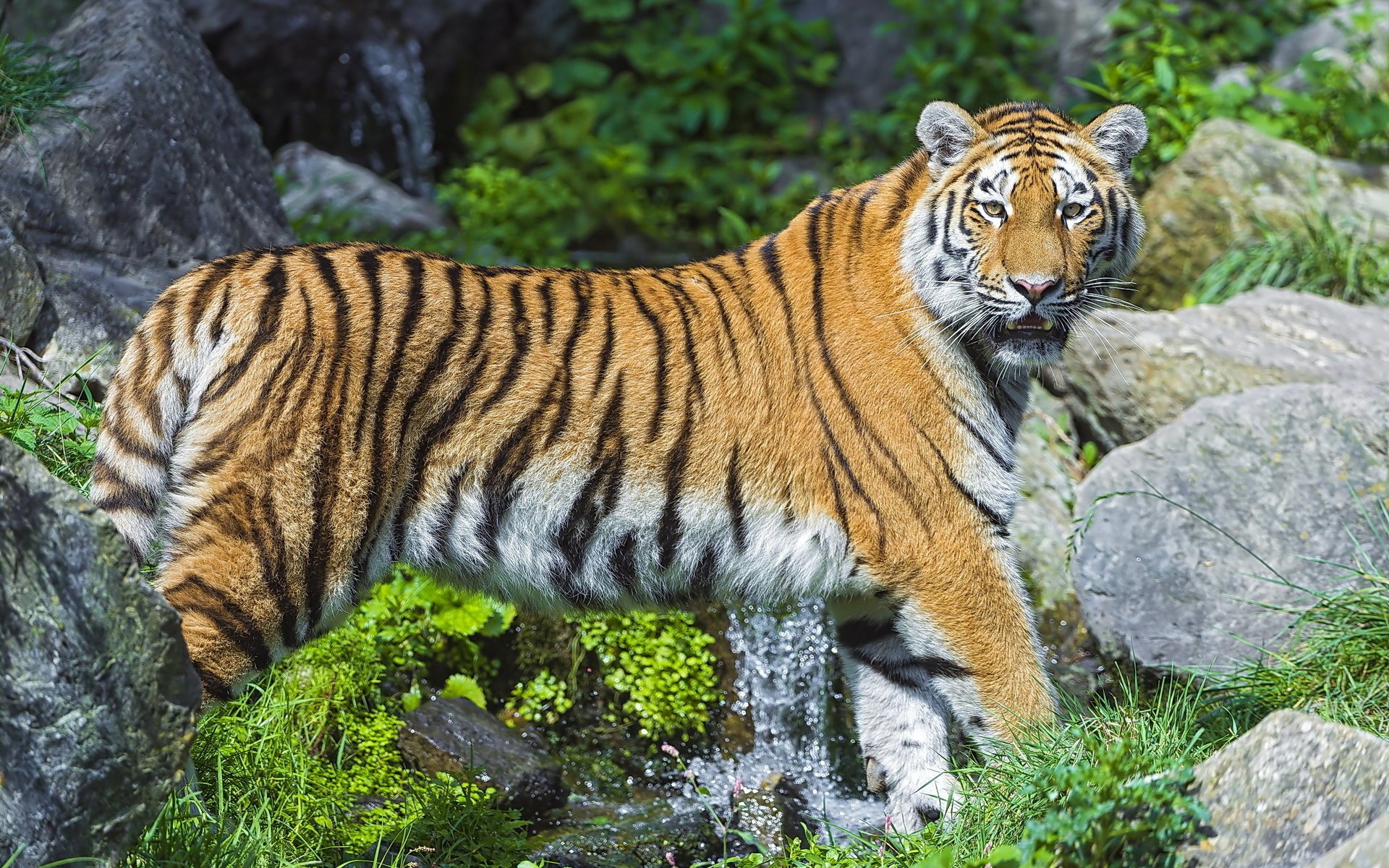 tones stream predator the amur tiger