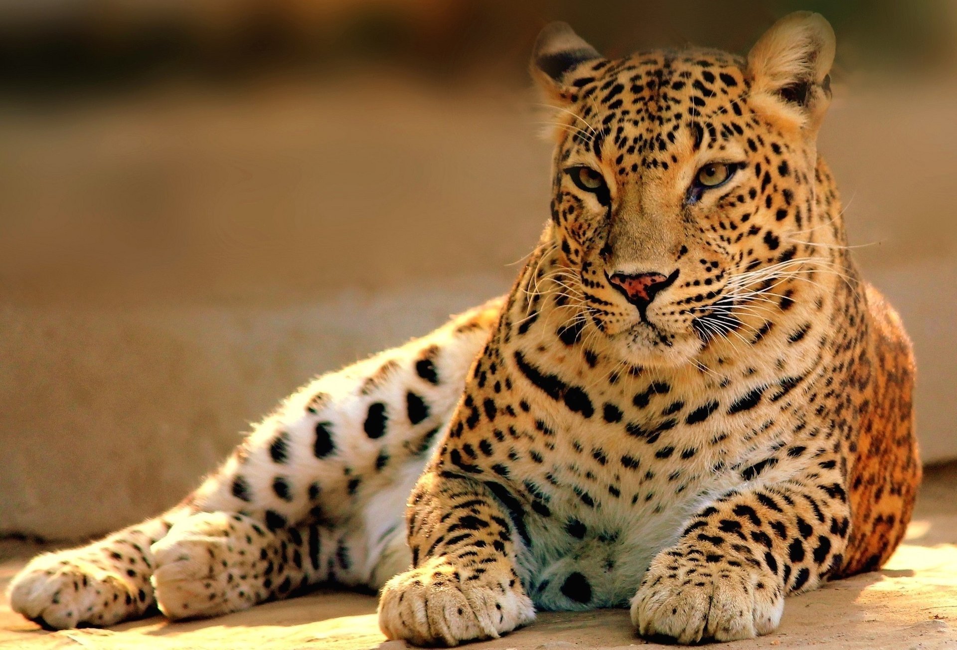 leopard predator lies cat