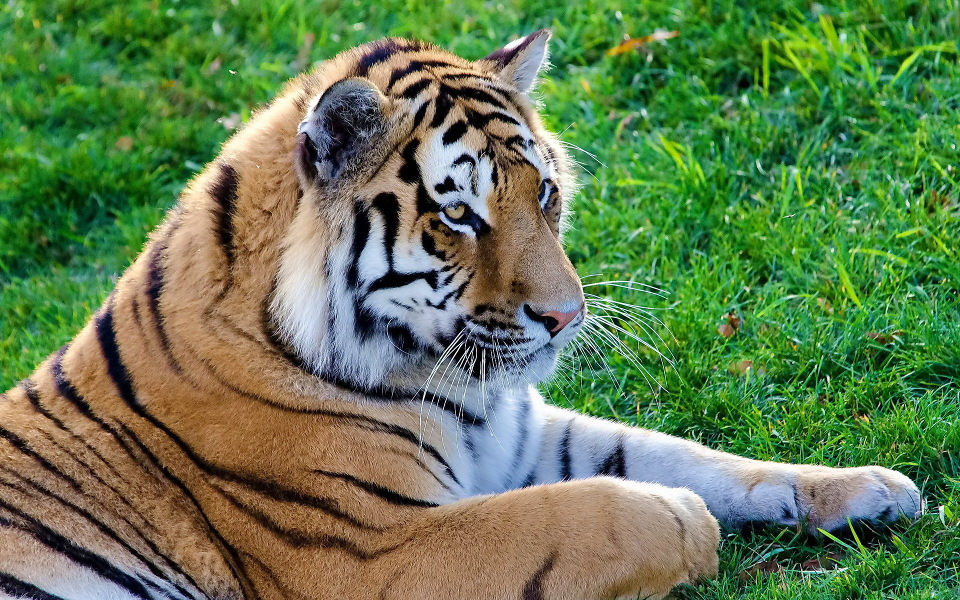 tigre bigote en la hierba rayas hocico mentira