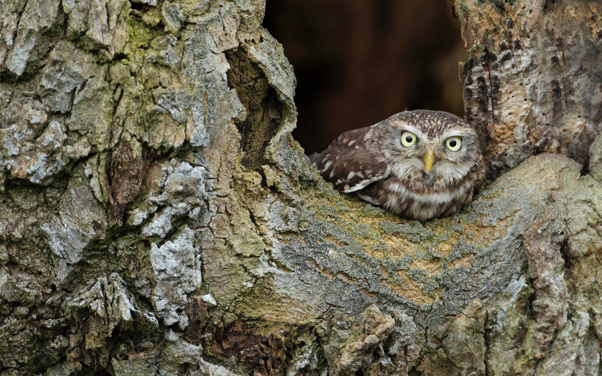 bird owl tree owlet peeps bark