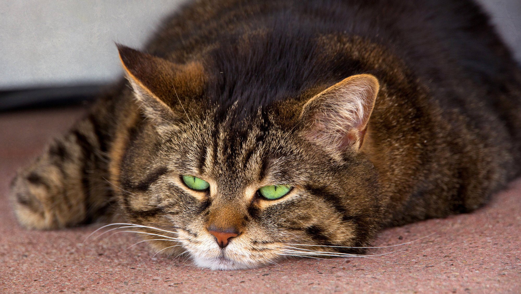 cat cat mustache green eyes striped muzzle lying