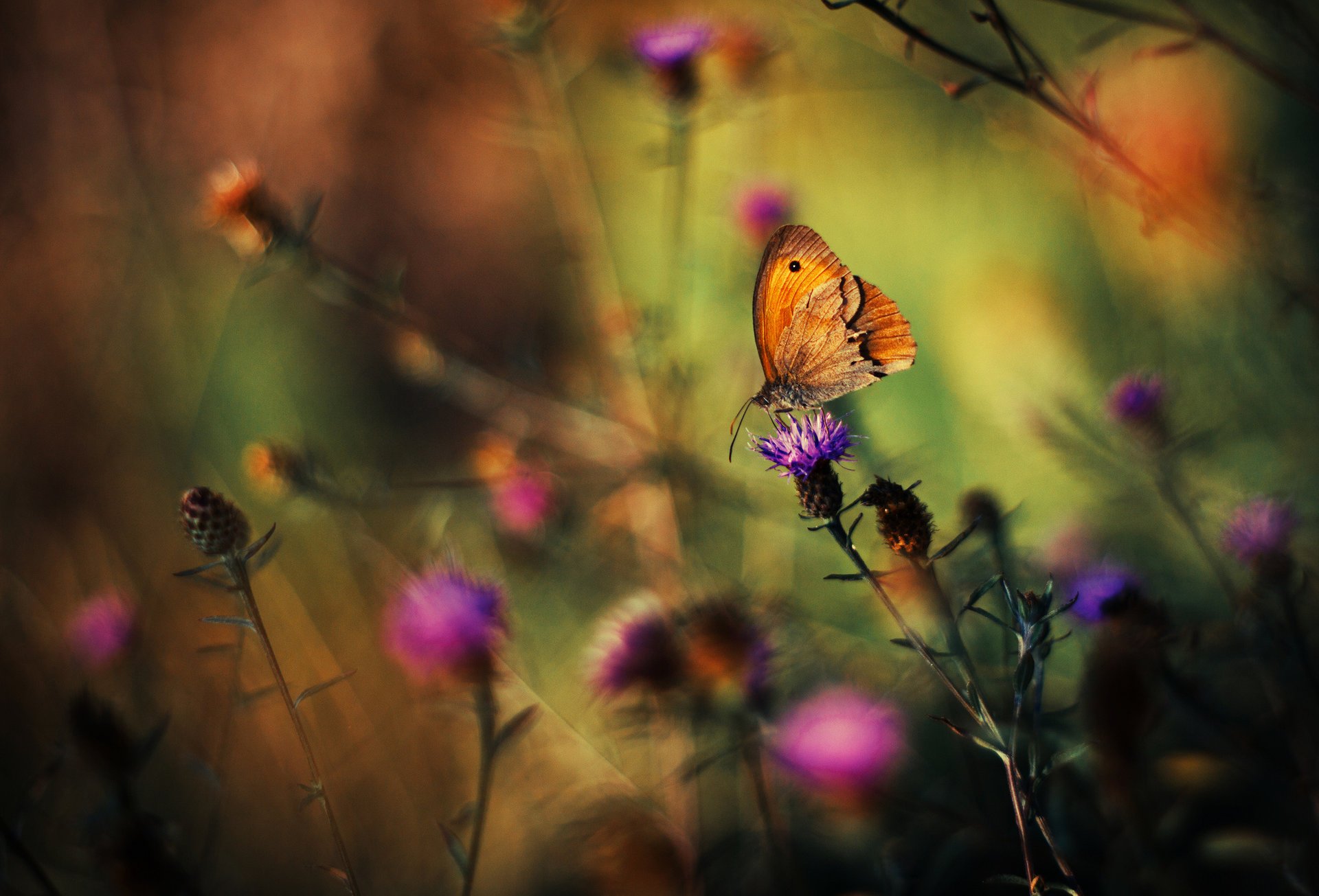 plantes fleurs papillon fond herbe