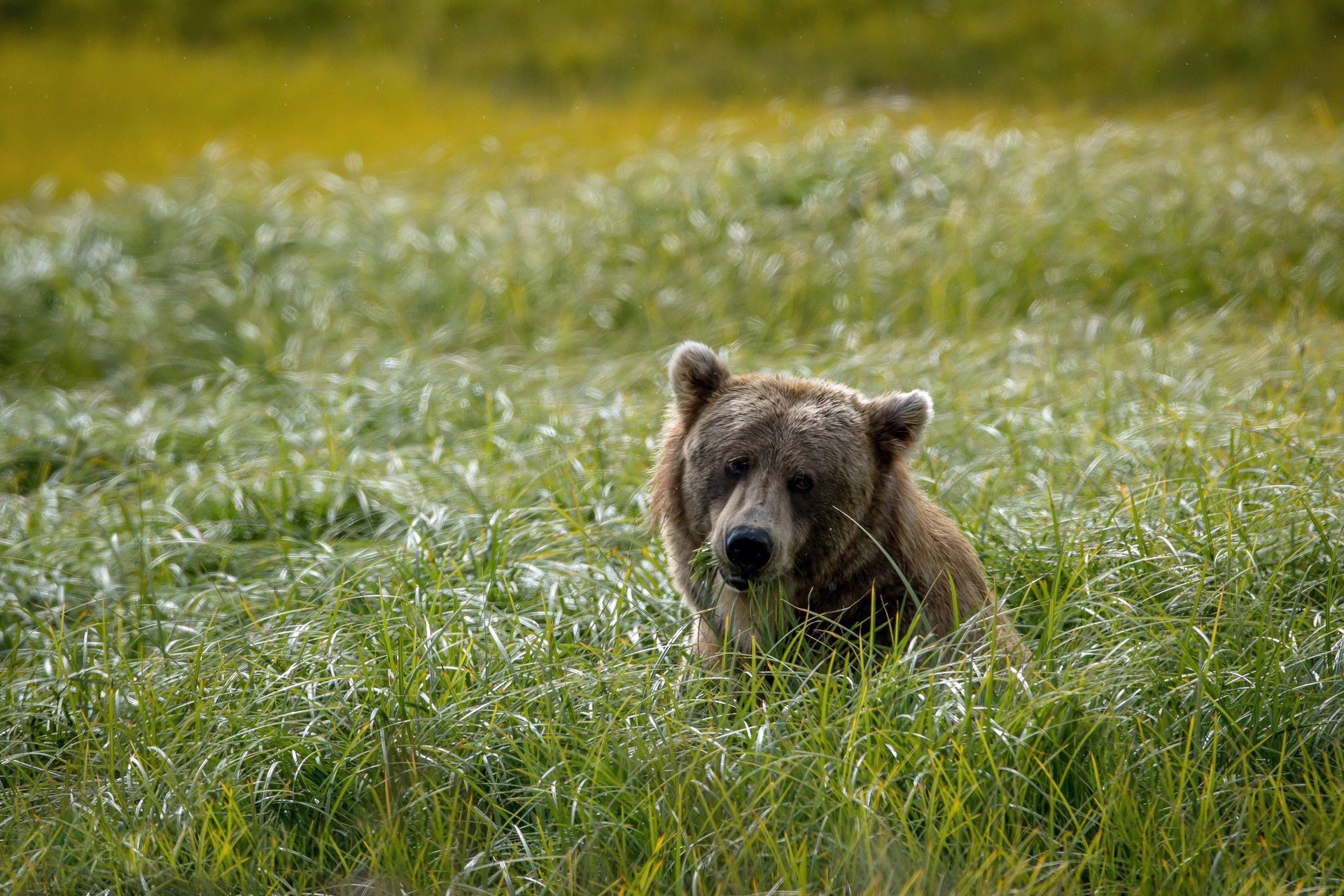 hintergrund grün feld bär kopf gras