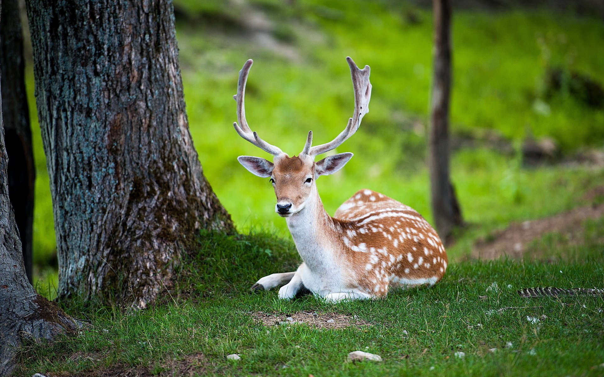 jeleń natura lato