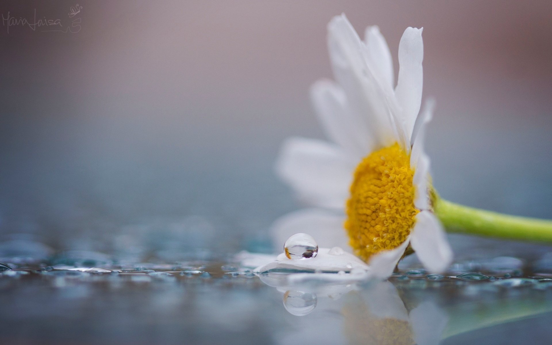 macro flowers flowers flower chamomile petal