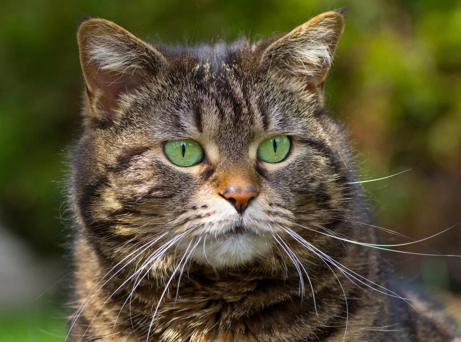 gato bigote ojos verdes fondo rayas