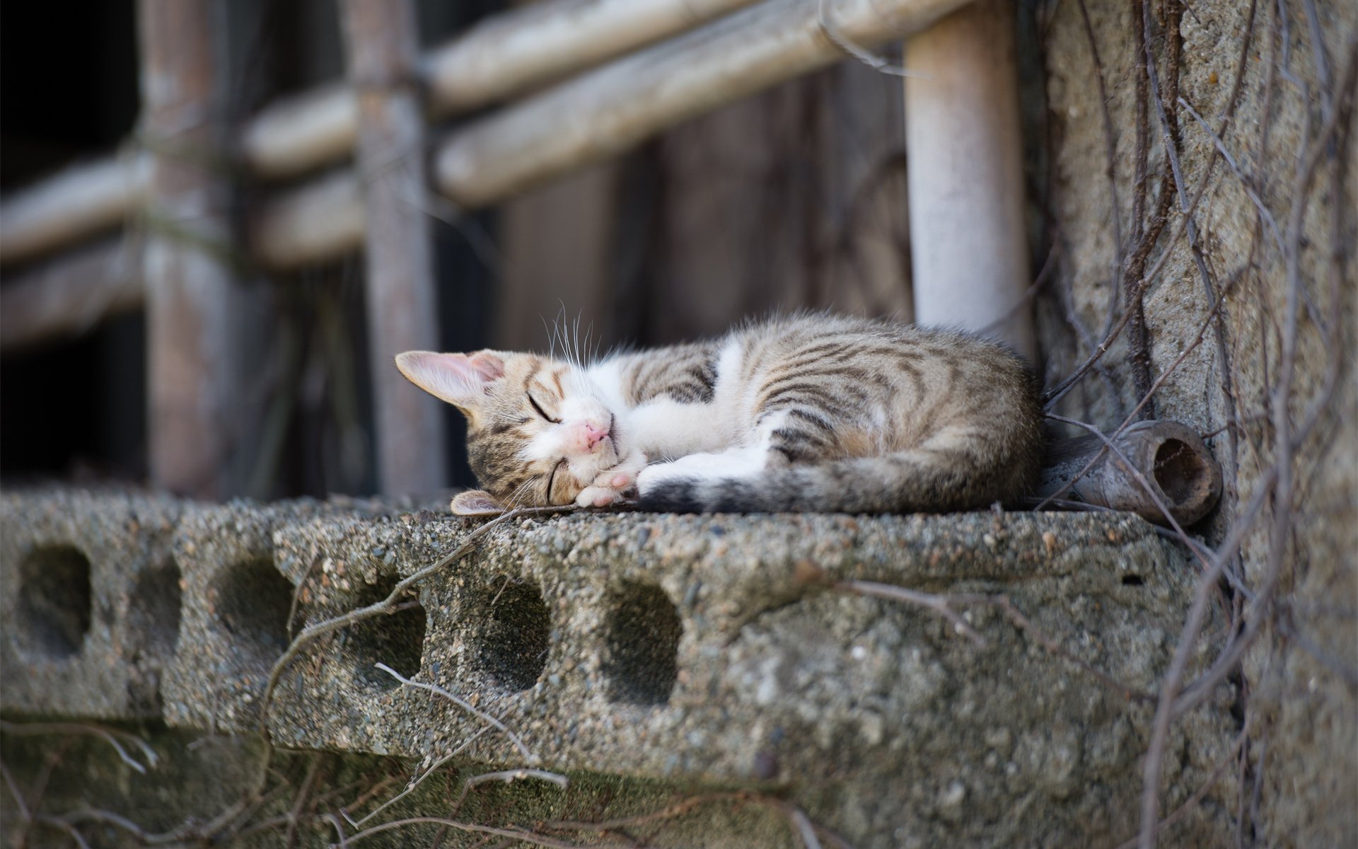 kotknok ville dormir chat seuil béton bâtons