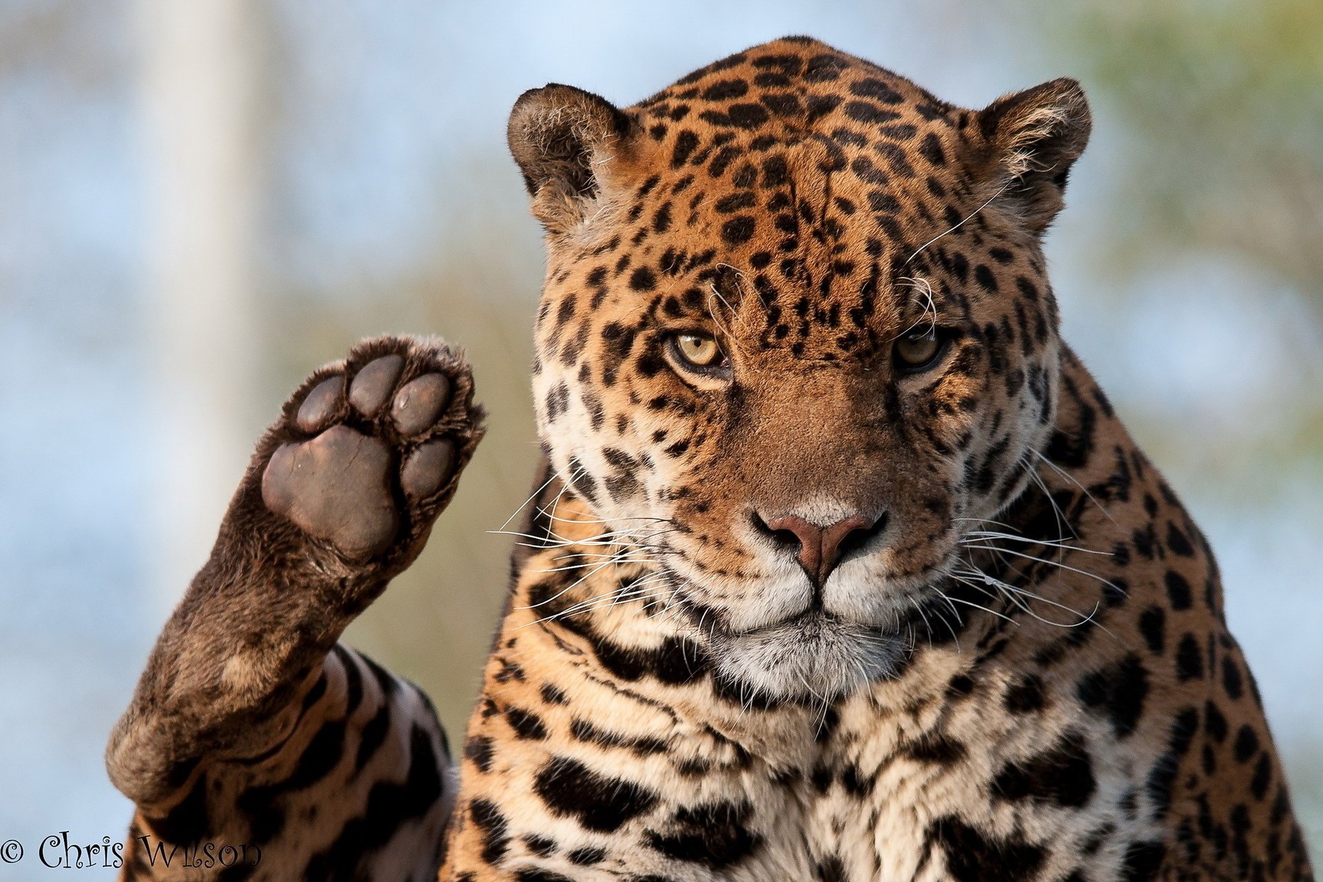 spojrzenie łapa jaguar pysk drapieżnik