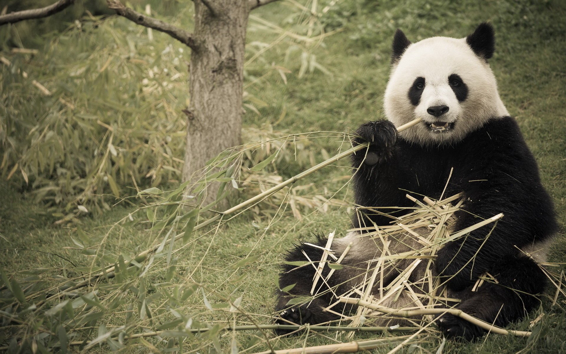 panda bambù natura