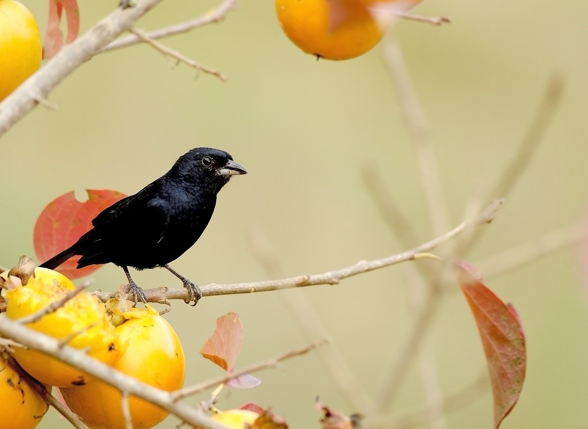 tree fruit branches black yellow leaves bird