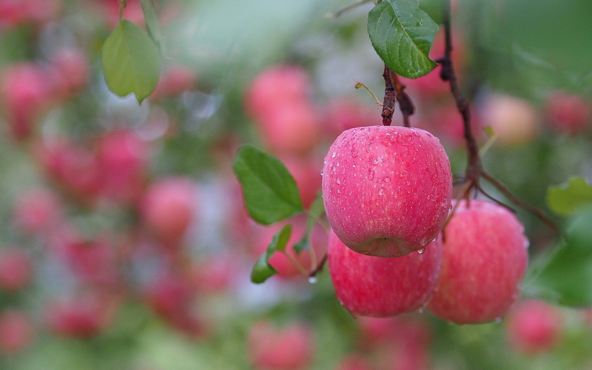 branch apples leaves fruit water drops pink