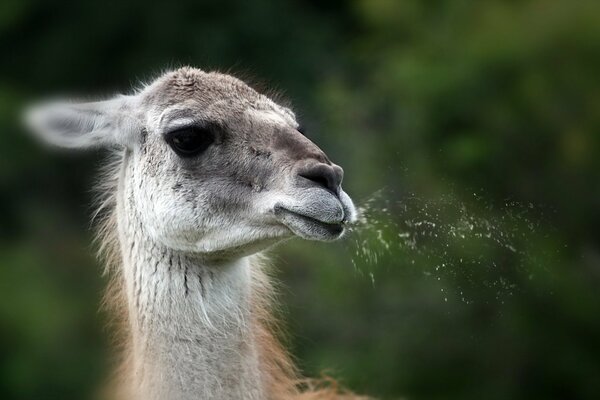 Photo of a spitting llama in nature