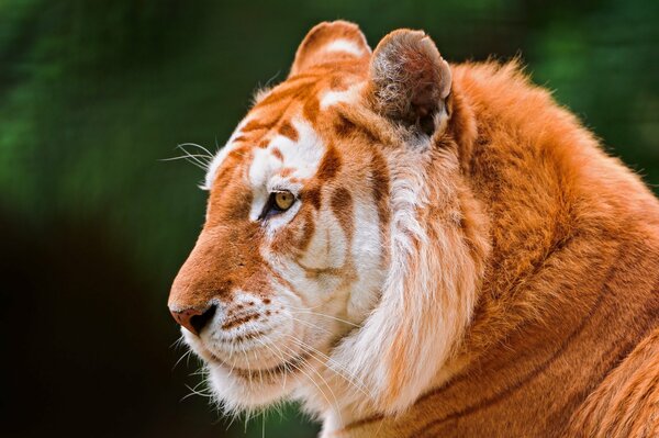 Golden Tiger head in profile