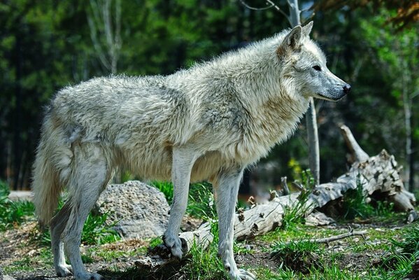 Malerischer Wald mit dem Wolf von Chimschnek