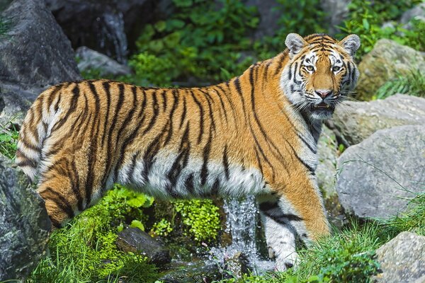 Tigre de l amour dans la nature