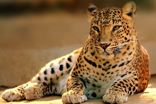 Il leopardo macchiato giace e guarda la telecamera