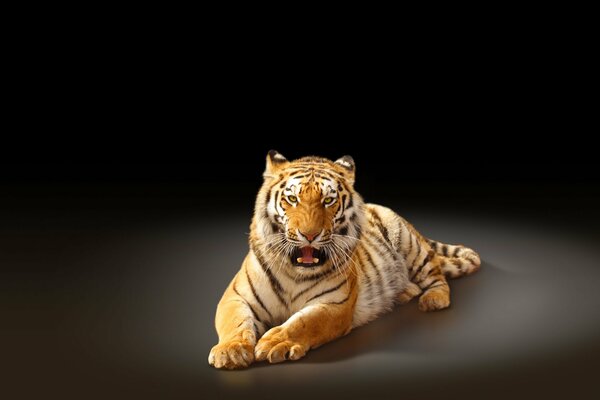 Amur-Tiger auf schwarzem Hintergrund